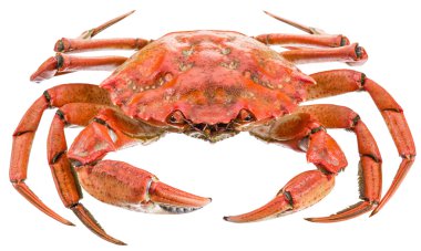 Pişmiş yengeç. Dosyada, kırpma yolları.