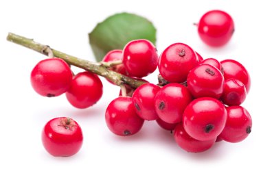 Beyaz arka planda Avrupa Holly (Ilex) yaprakları ve meyveleri.