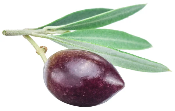 En färsk olivolja berry med blad. — Stockfoto