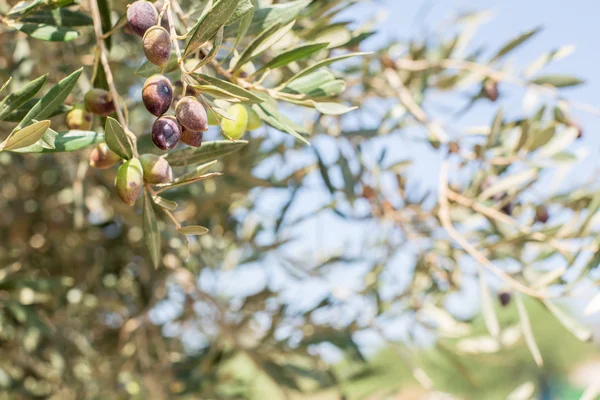 Ветка оливкового дерева с ягодами на ней. Крупный план . — стоковое фото
