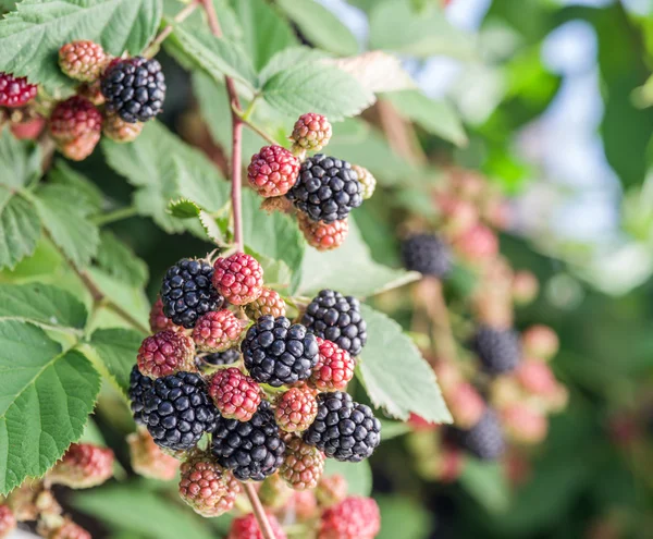 Blackberries on the shrub in the garden. — Stock Photo, Image