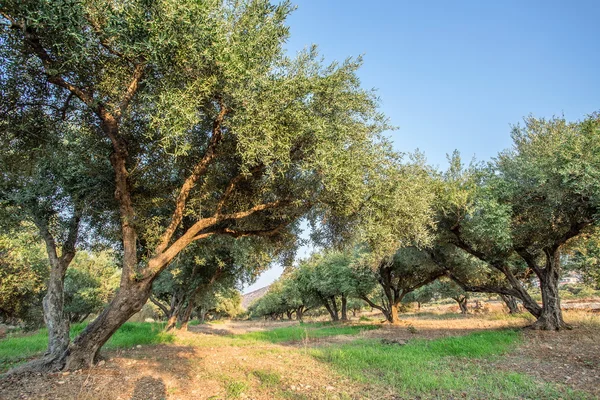 Giardino degli ulivi . — Foto Stock