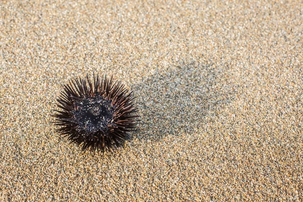 Urchin en la línea costera . — Foto de Stock
