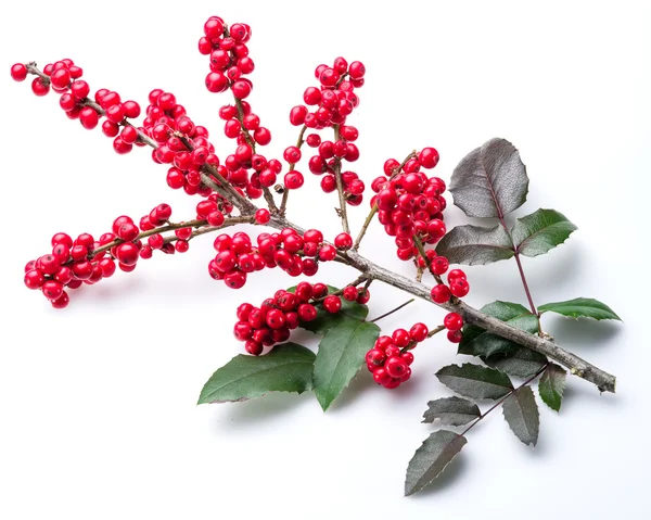 Hojas de acebo europeo (Ilex) y fruta sobre un fondo blanco. — Foto de Stock