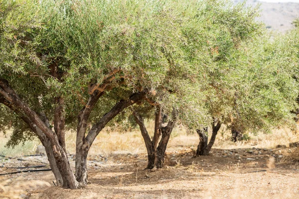 Olijfbomen tuin. — Stockfoto