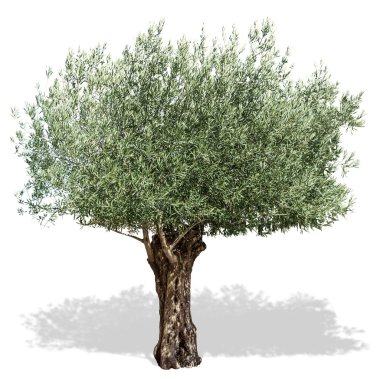 Beyaz zemin üzerine zeytin ağacı.