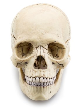 Skull model isolated on a white background. clipart