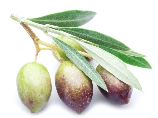 Olives fraîches avec des feuilles sur le fond blanc . — Photo