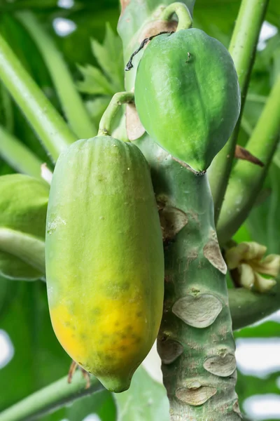 Onrijpe papaja vrucht aan de boom. — Stockfoto