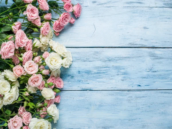 Delicate rose fresche sullo sfondo di legno blu . — Foto Stock