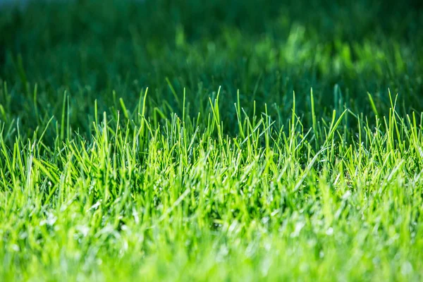 Frisches grünes Gras. Nahaufnahme. — Stockfoto