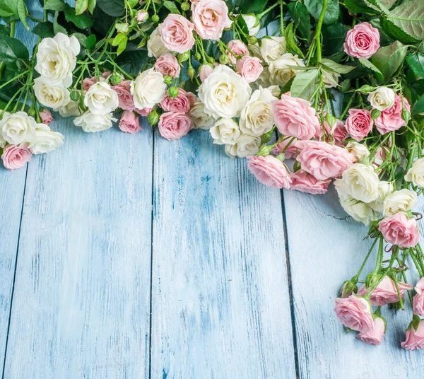 Rosas frescas delicadas no fundo de madeira azul . — Fotografia de Stock