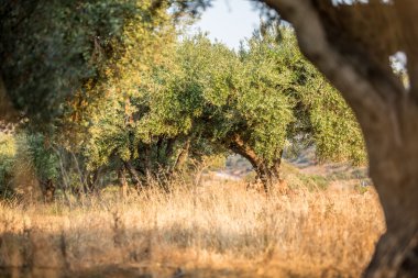 zeytin ağaçları Bahçe.