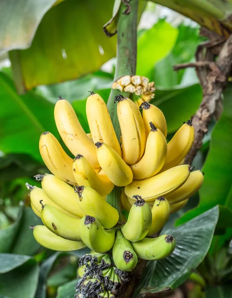 Manojo maduro de plátanos en la palma . — Foto de Stock