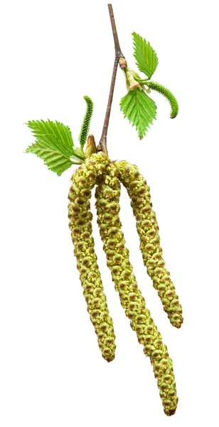 Spring birch buds isolated on a white. — Stock Image Spring birch buds isolated on a white. Stock Image