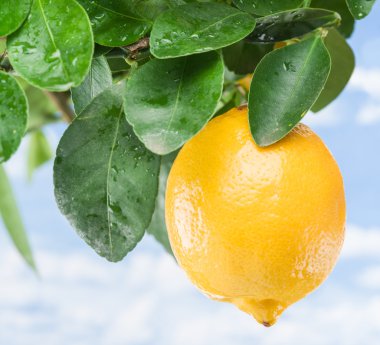  Olgun limon meyve ağacı üzerinde. Mavi gökyüzü arka plan.