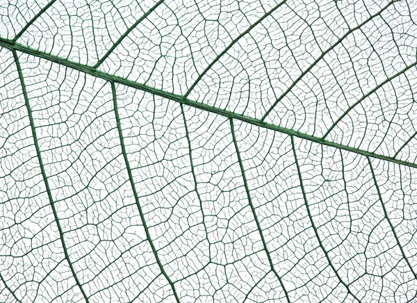 Skeleton of leaf on a white background. — Stock Photo, Image