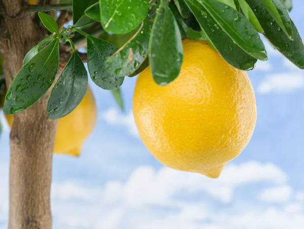 Maturare il frutto del limone sull'albero. Cielo blu sfondo . — Foto Stock