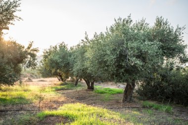 zeytin ağaçları Bahçe.