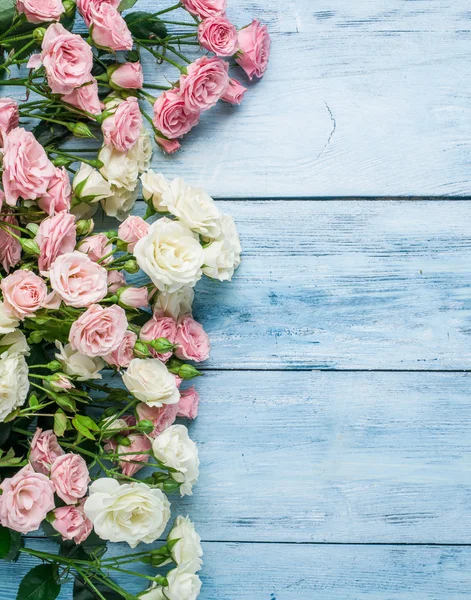 Rosas frescas delicadas no fundo de madeira azul . — Fotografia de Stock