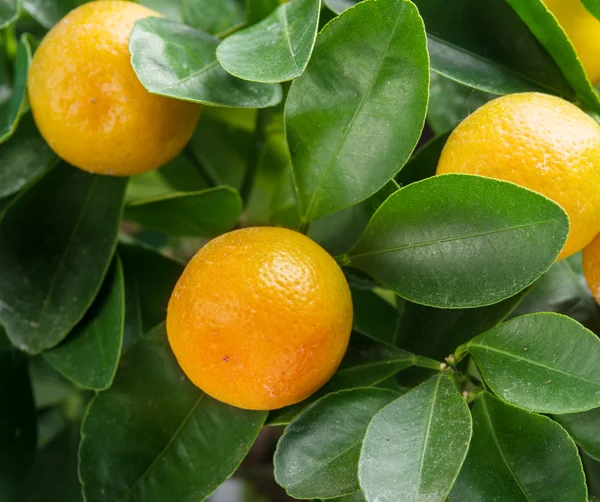 Fruits mûrs à la mandarine sur l'arbre . — Photo