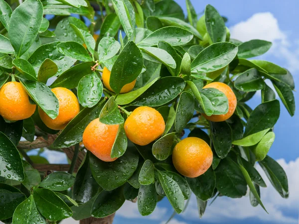 Reife Mandarinenfrüchte auf dem Baum. — Stockfoto