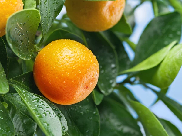 Érett mandarin gyümölcsök a fán. — Stock Fotó