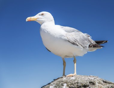 Avrupa ringa martı. Arka planda mavi gökyüzü.