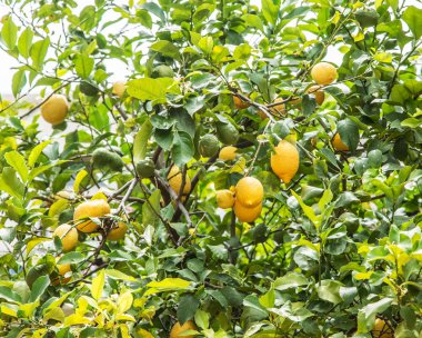  Olgun limon meyve ağacı üzerinde. Mavi gökyüzü arka plan.