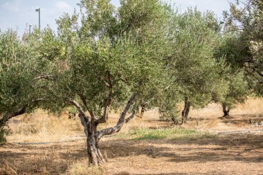 zeytin ağaçları Bahçe.