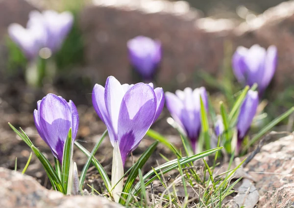 Crocus -blomming fleurs de printemps . — Photo