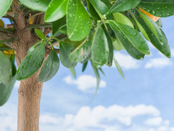 ウェットのレモンの木、青い空を背景に葉します。. — ストック写真