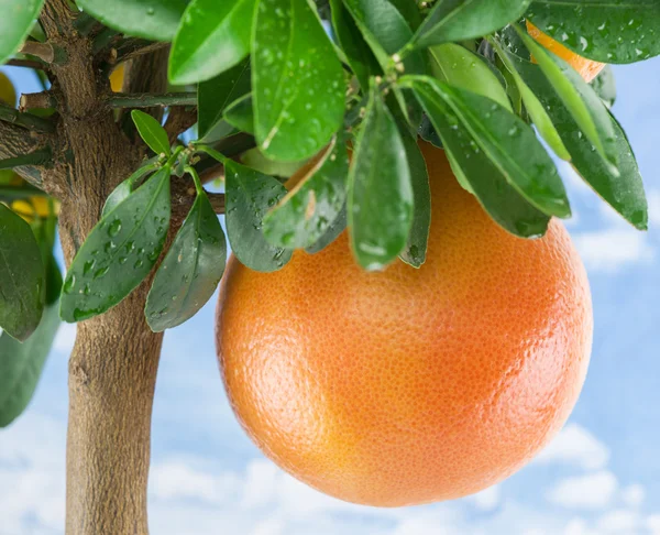 Stor, moden grapefrukt på treet. Blå himmelbakgrunn . – stockfoto