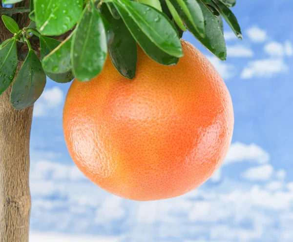 Große reife Grapefruit auf dem Baum. blauer Himmel Hintergrund. — Stockfoto