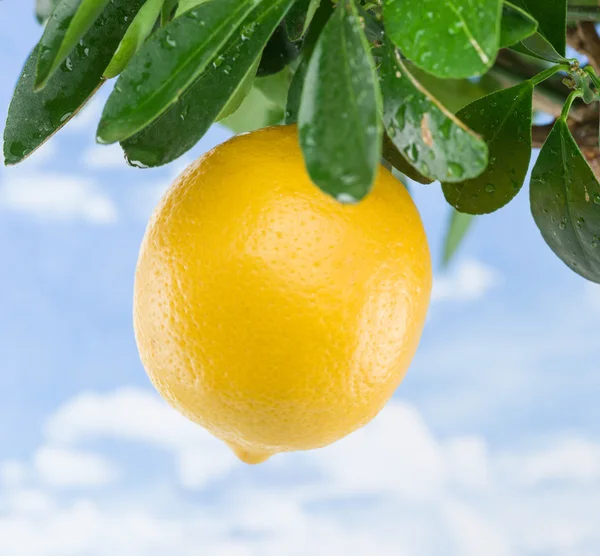 Olgun limon meyve ağacı üzerinde. Mavi gökyüzü arka plan. — Stok fotoğraf
