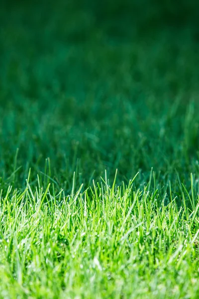 Frisches grünes Gras. Nahaufnahme. — Stockfoto