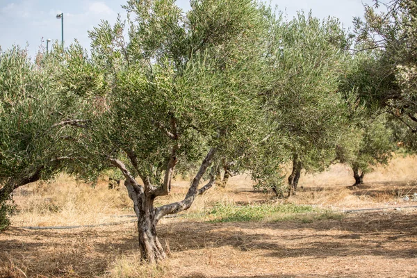 Olivovníky zahrada. — Stock fotografie
