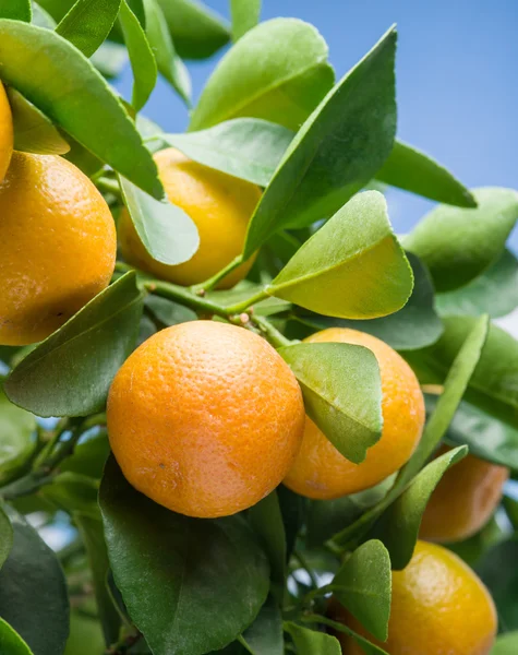 Зрізати мандаринові фрукти на дереві . — стокове фото