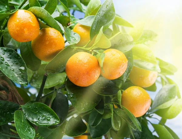 Спелые мандариновые плоды в солнечном свете . — стоковое фото