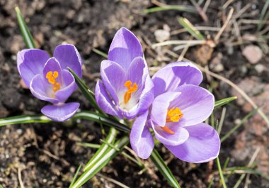Crocus - blomming bahar çiçekleri.