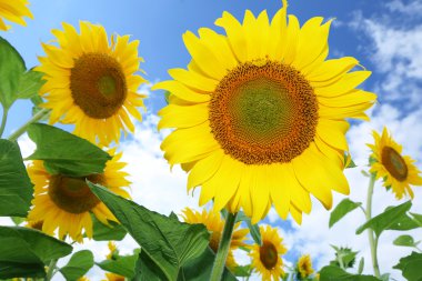 Ayçiçeği güneşli gün alanında.