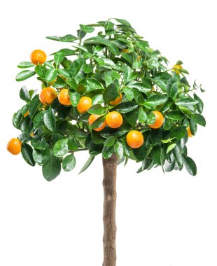 Ağaç üzerinde olgunlaşmış mandalina meyve. 