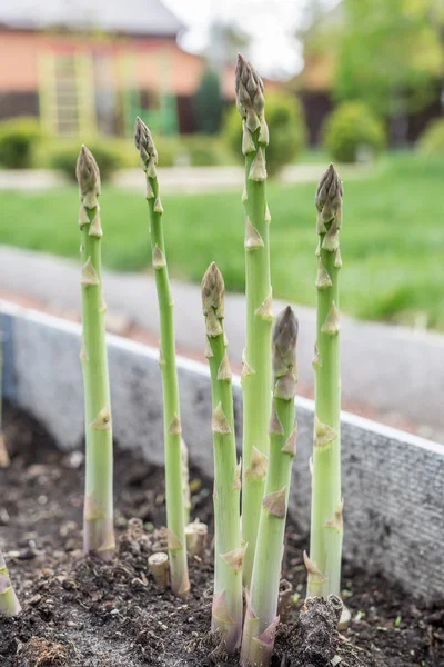 Grön unga sparris groddar i trädgården. — Stockfoto