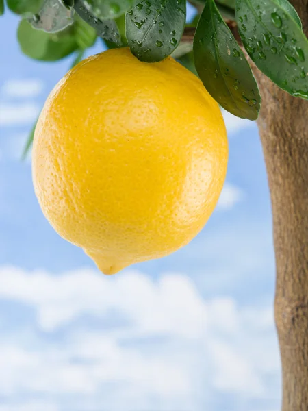 Reife Zitronenfrüchte auf dem Baum. blauer Himmel Hintergrund. — Stockfoto
