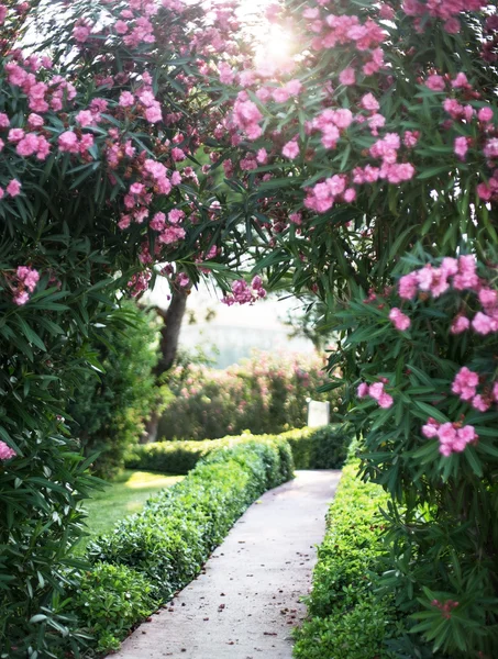 Arco de floración natural sobre el camino en el jardín . — Foto de Stock