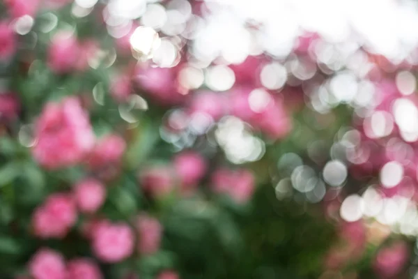 Fundo natural desfocado. Arbusto de oleandro em flor . — Fotografia de Stock