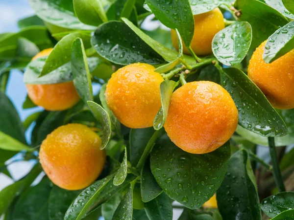 Reife Mandarinenfrüchte auf dem Baum. — Stockfoto