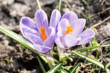 Crocus - blomming bahar çiçekleri.
