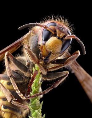 Hornet ya da sarı ceket makro çekim.