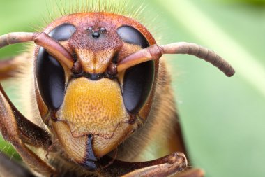 Hornet ya da sarı ceket makro çekim.